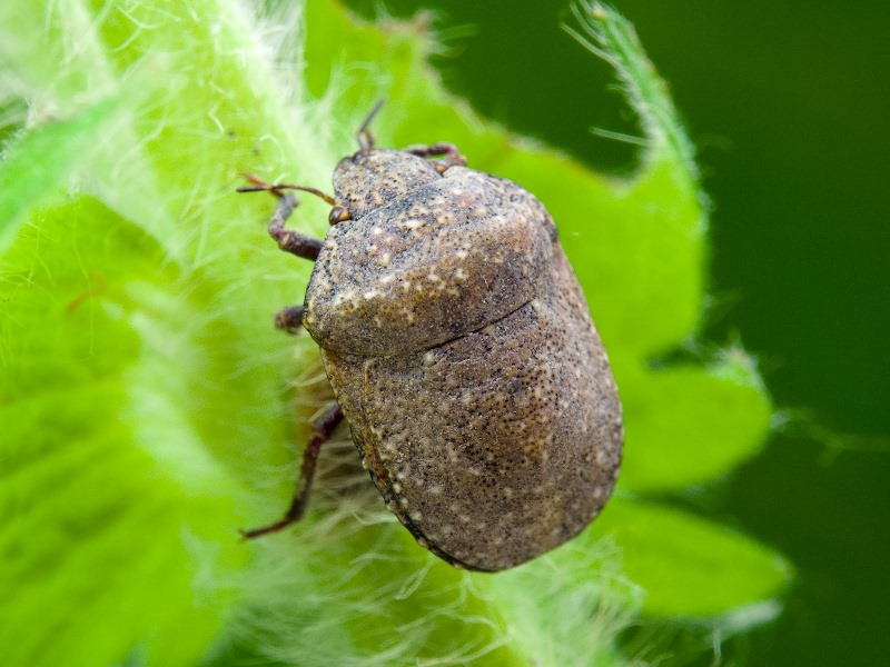 Psacasta (Psacasta) exanthematica (Scopoli, 1763)